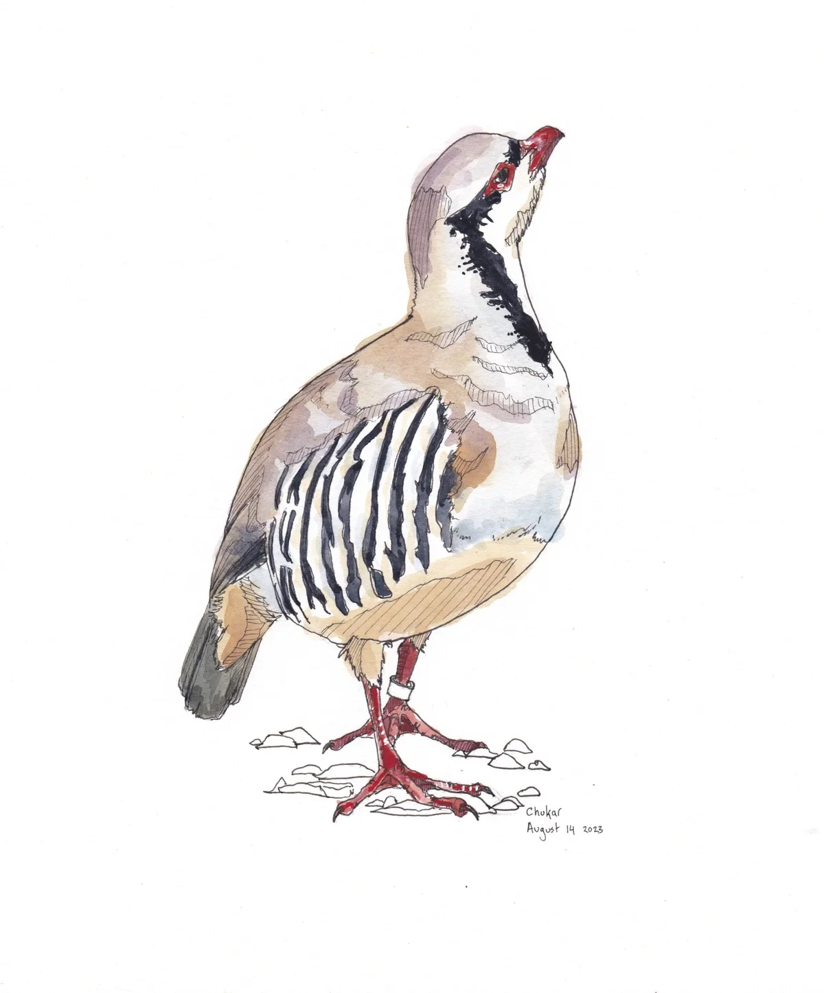 Chukar