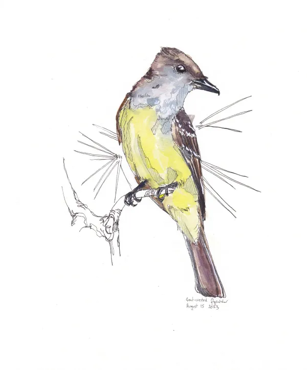 Great Crested Flycatcher