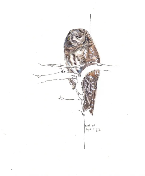 Barred Owl
