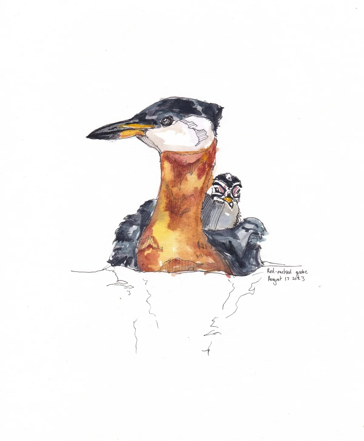 Red Necked Grebe