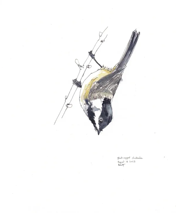 Black Capped Chickadee