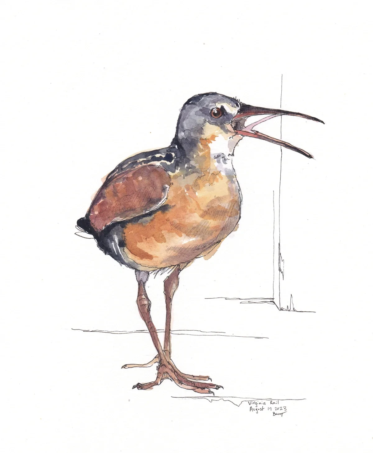 Virginia Rail