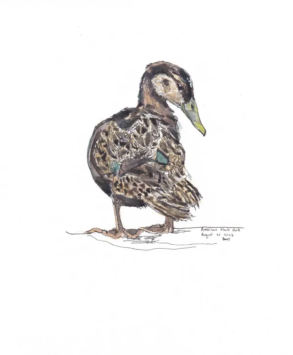American Black Duck