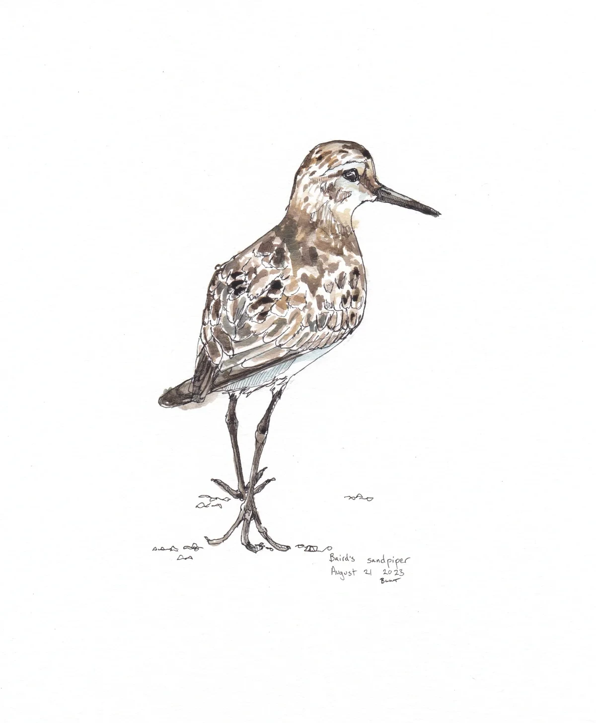 Baird'S Sandpiper