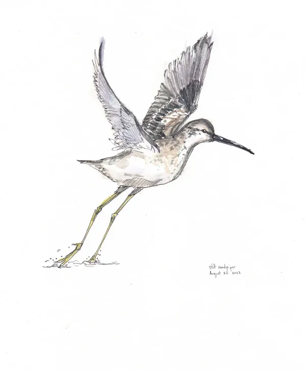 Stilt Sandpiper