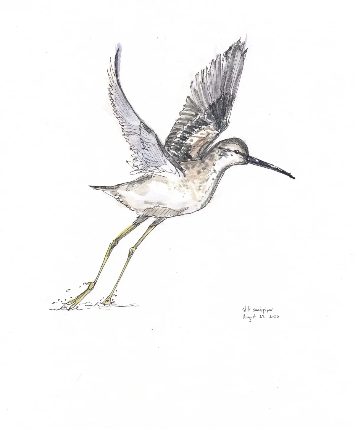 Stilt Sandpiper