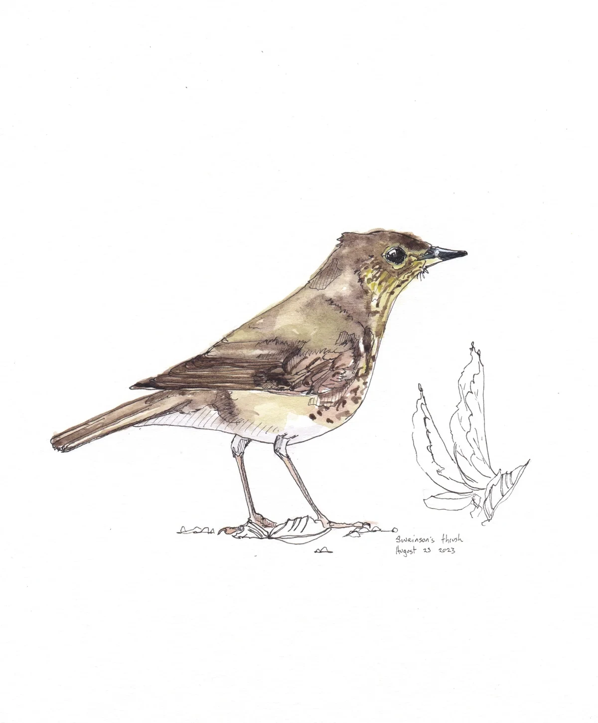 Swainson'S Thrush