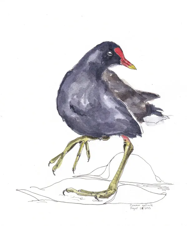Common Gallinule