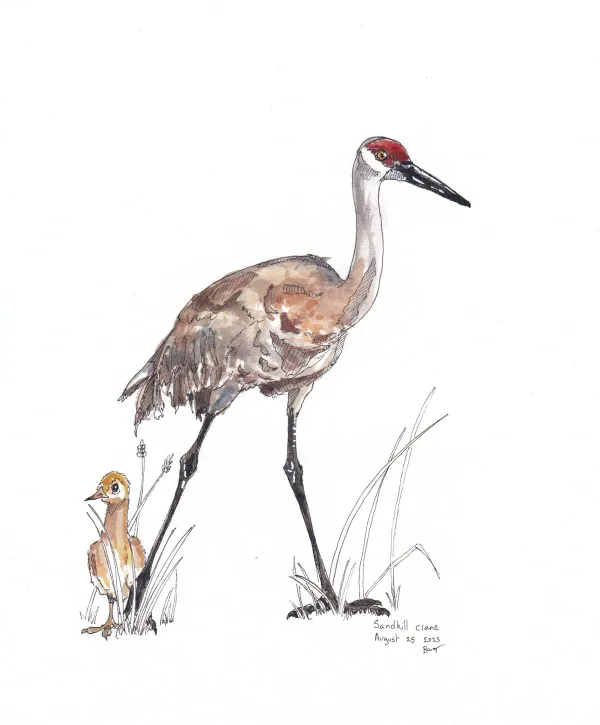 Sandhill Crane