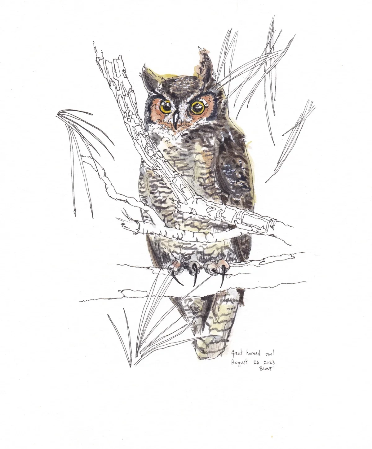 Great Horned Owl