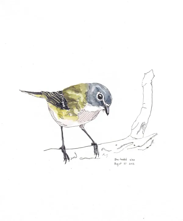 Blue Headed Vireo
