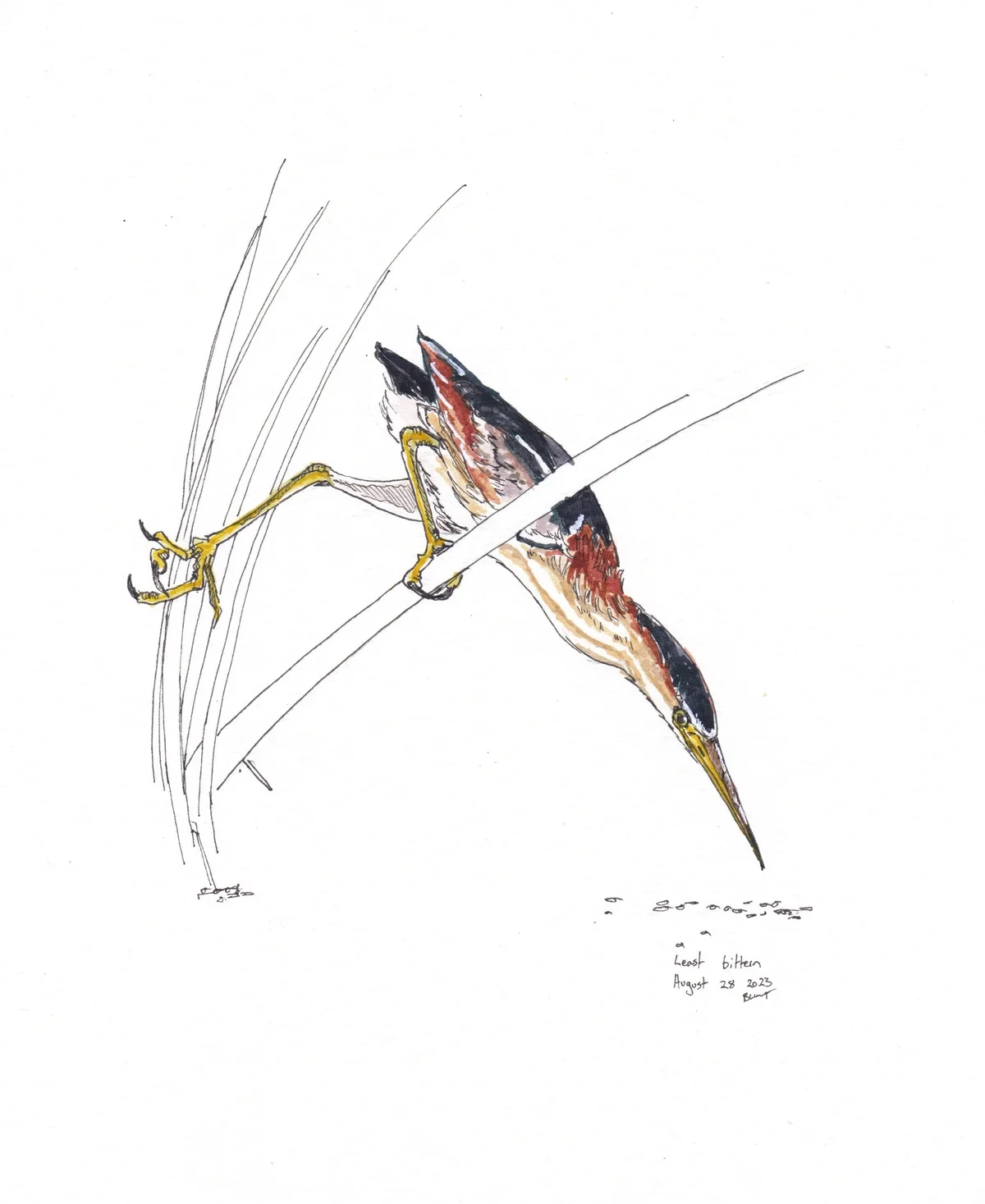 Least Bittern