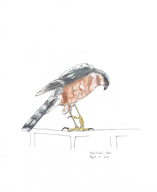 Sharp Shinned Hawk
