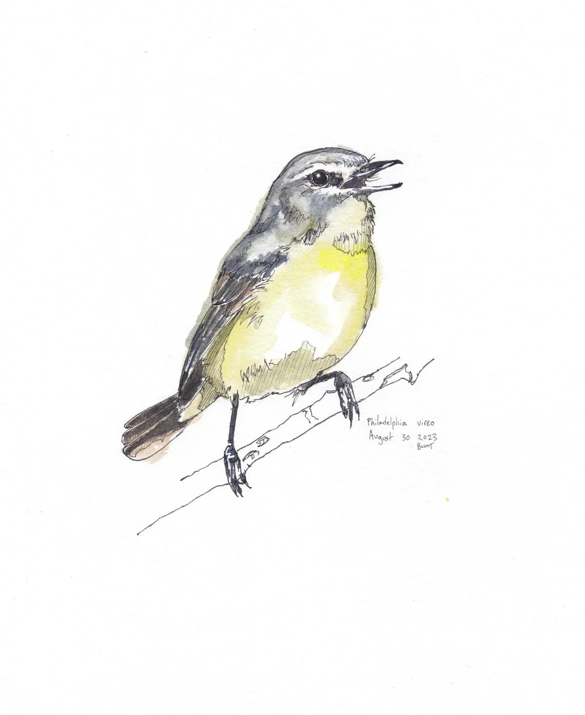 Philadelphia Vireo