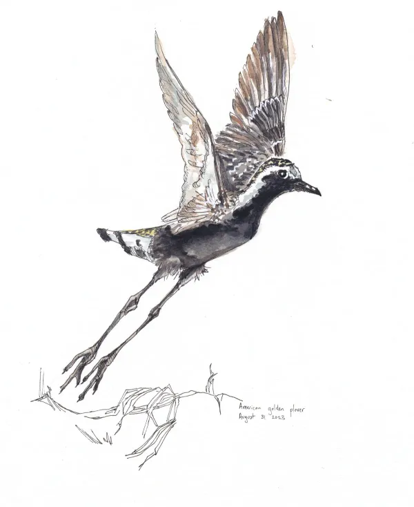 American Golden Plover