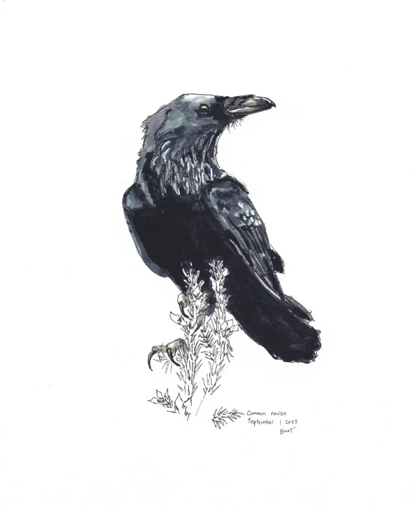 Common Raven