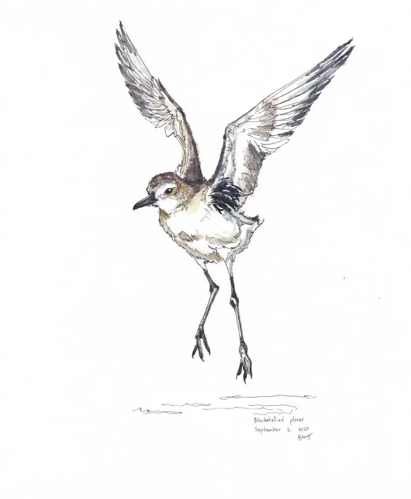 Black Bellied Plover