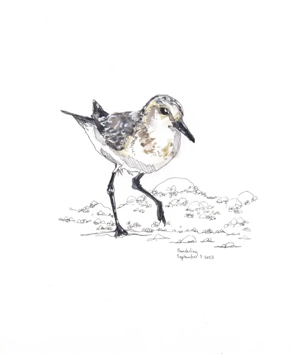 Sanderling
