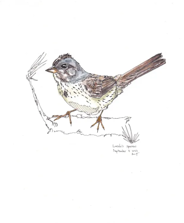 Lincoln'S Sparrow