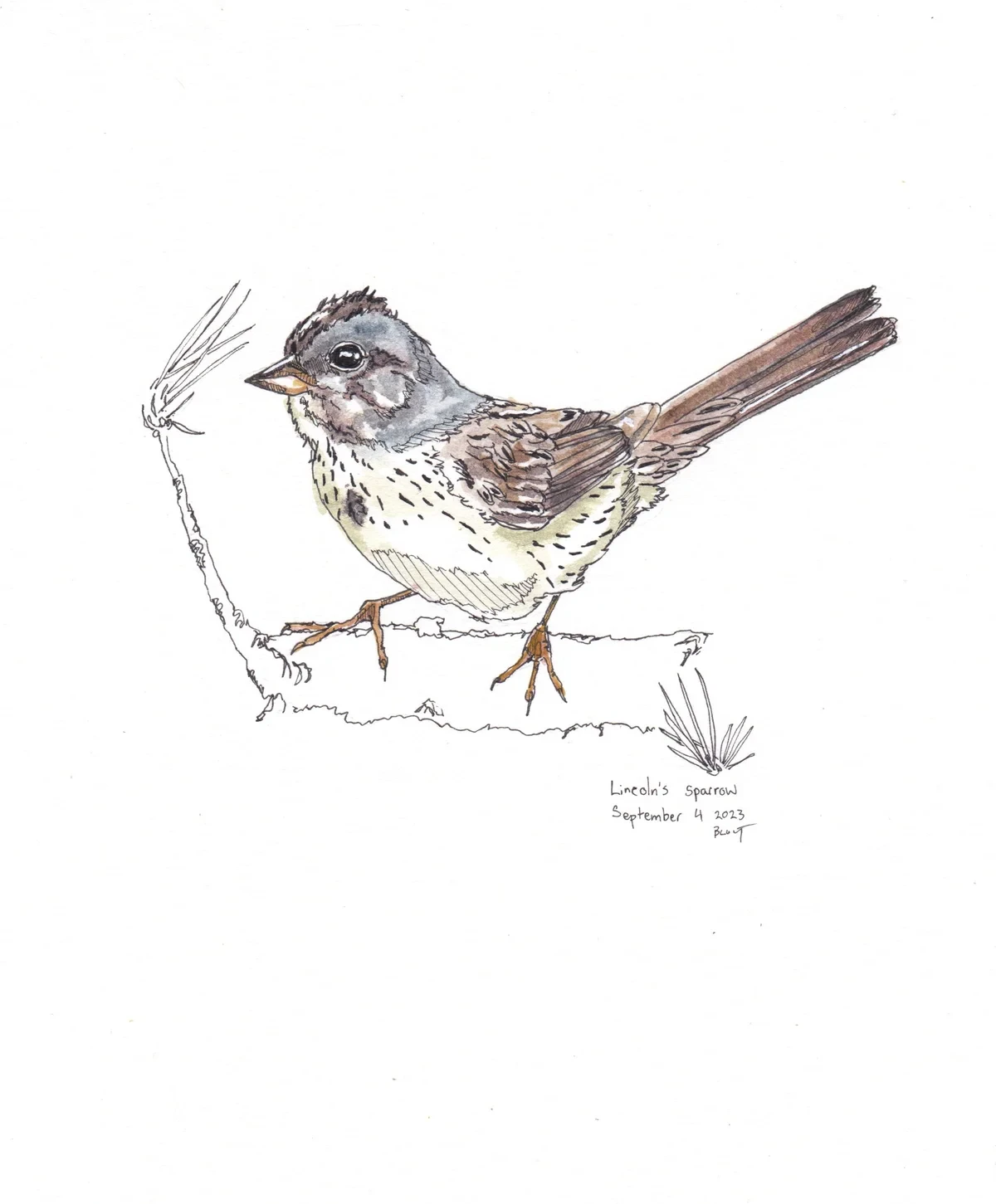 Lincoln'S Sparrow