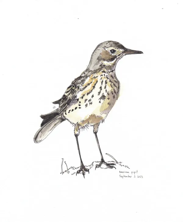 American Pipit