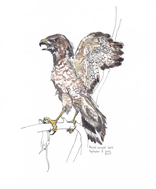 Broad Winged Hawk
