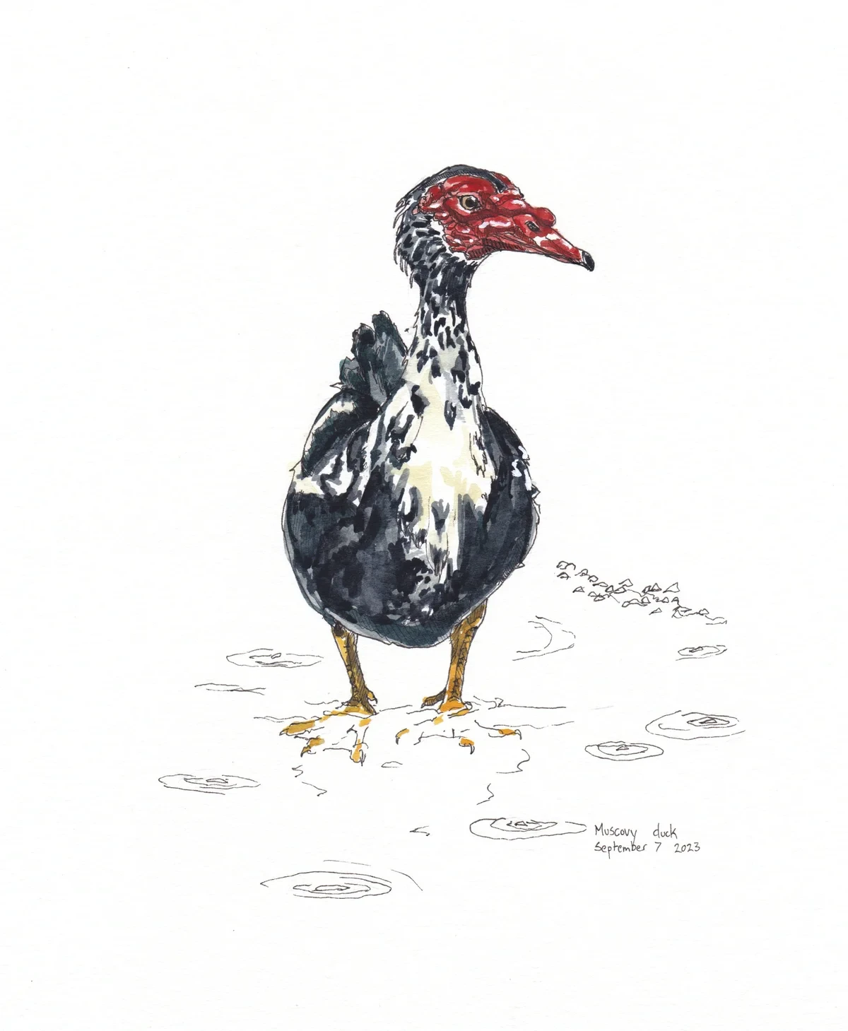 Muscovy Duck