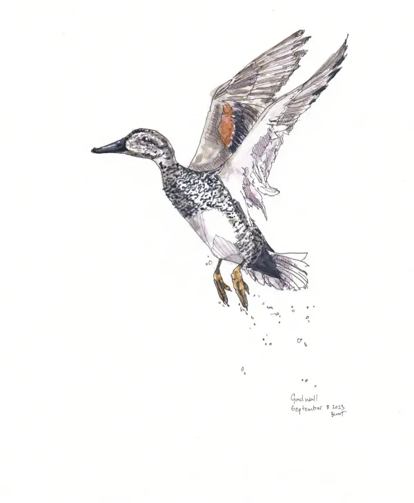 Gadwall