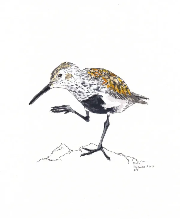 Dunlin