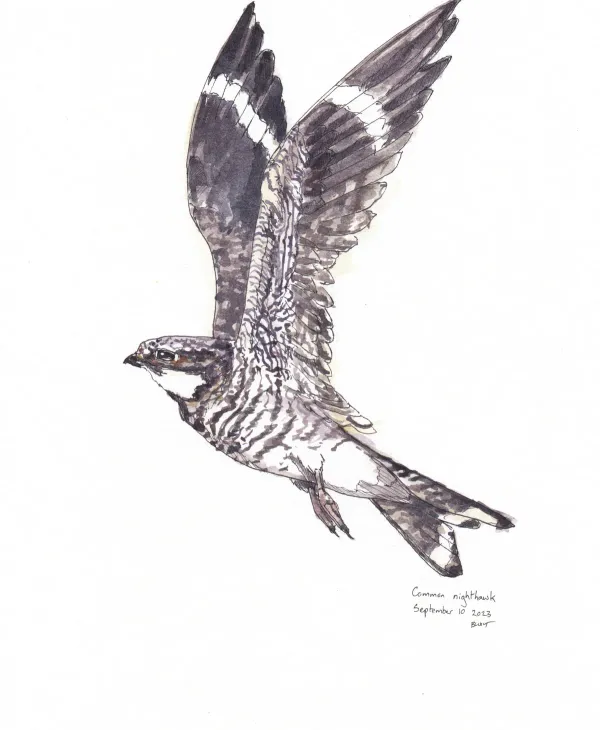 Common Nighthawk