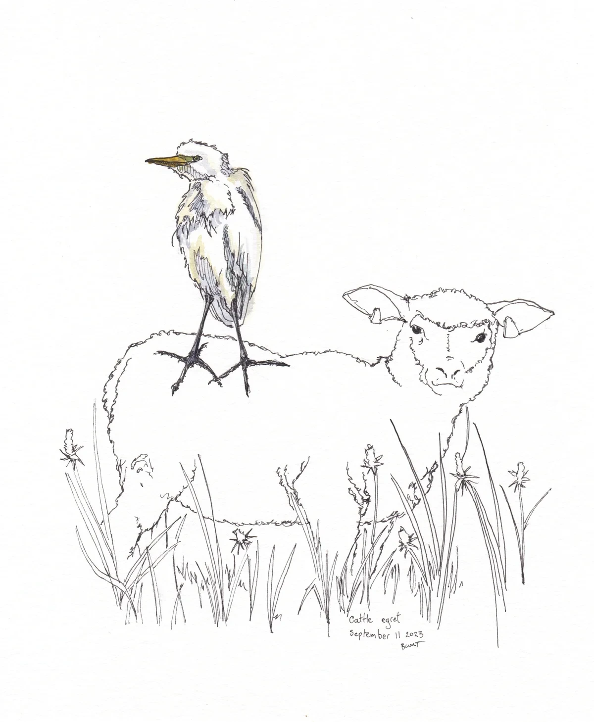 Cattle Egret