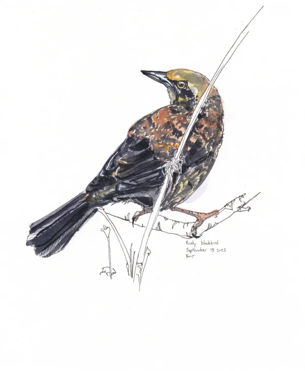 Rusty Blackbird