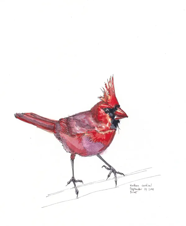 Northern Cardinal