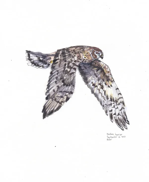 Northern Harrier