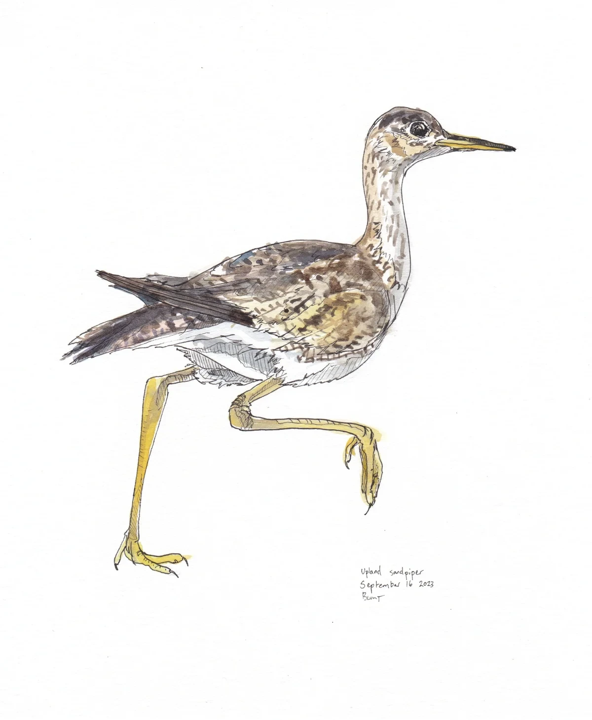 Upland Sandpiper