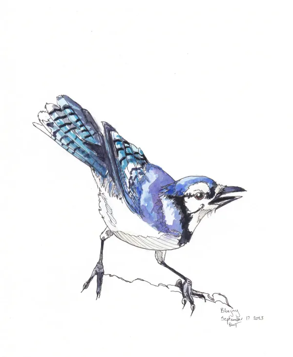 Blue Jay