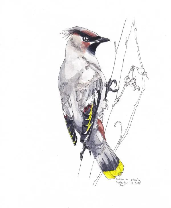Bohemian Waxwing