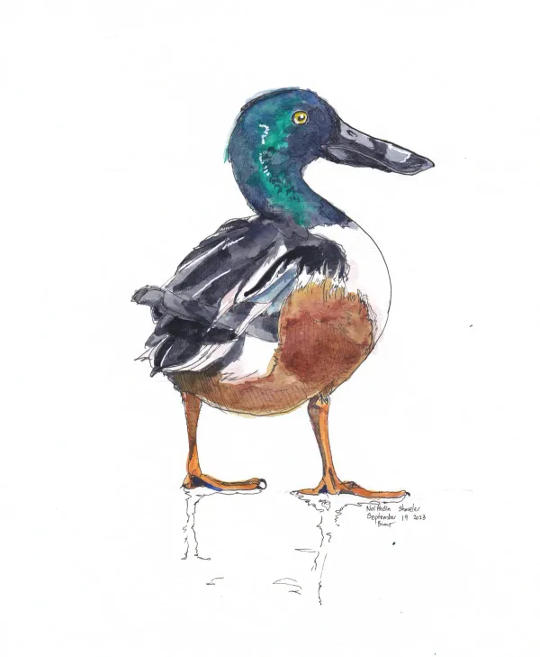 Northern Shoveler
