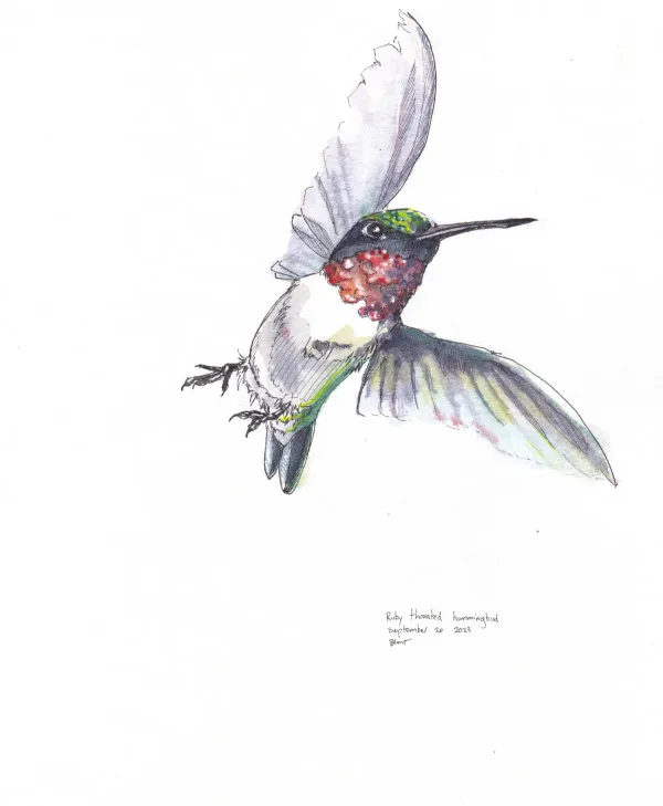 Ruby Throated Hummingbird