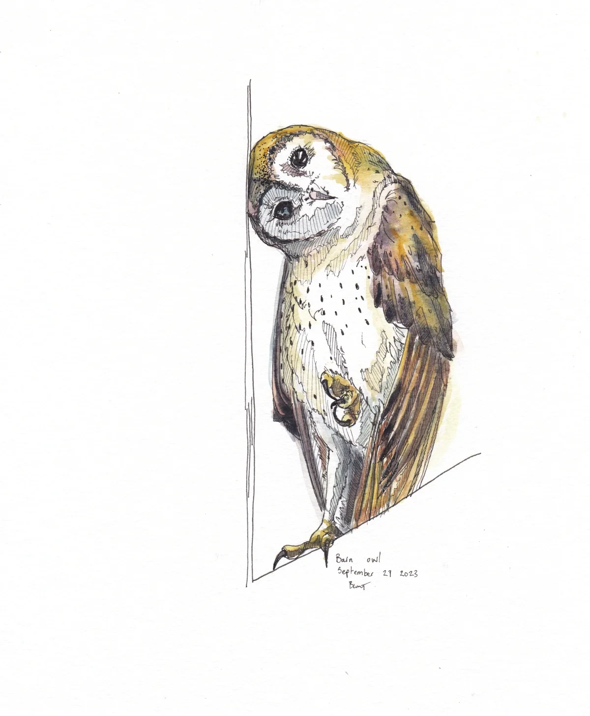 Barn Owl