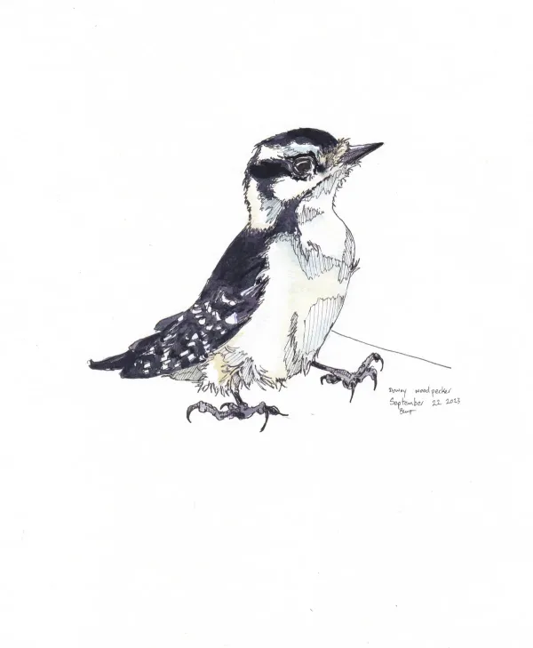 Downy Woodpecker