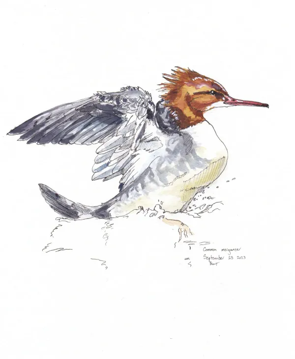 Common Merganser