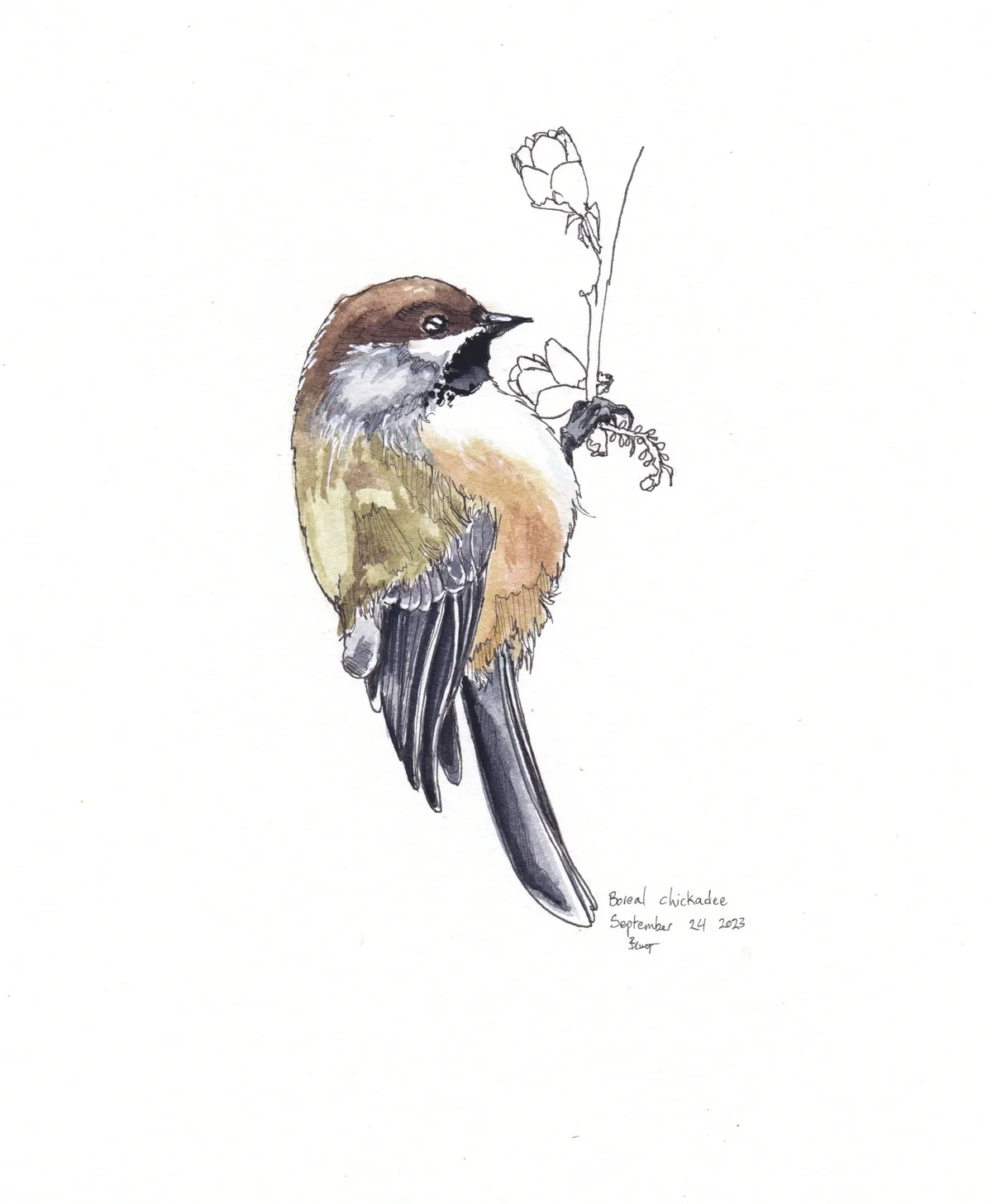 Boreal Chickadee