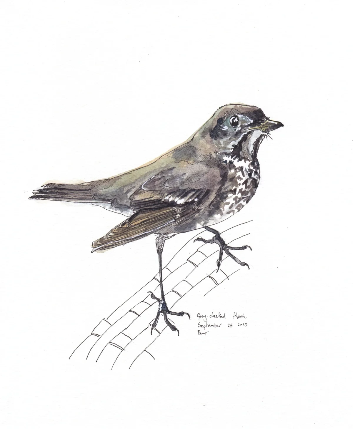 Grey Cheeked Thrush