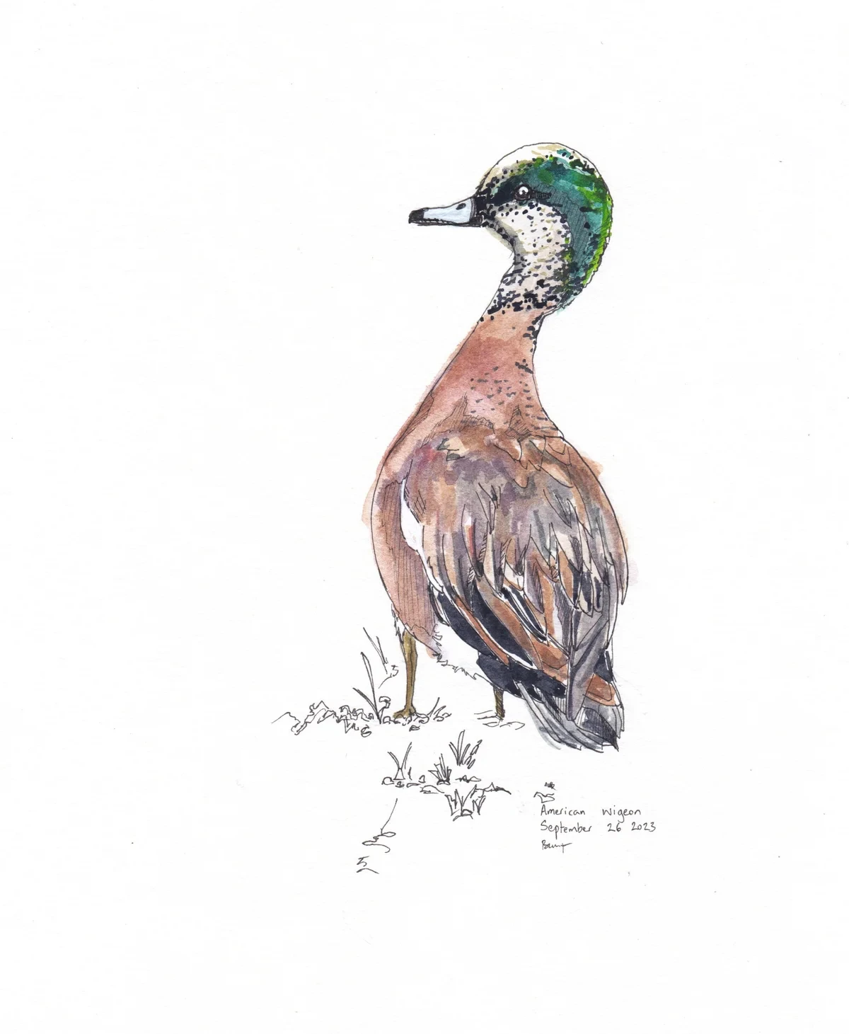 American Wigeon