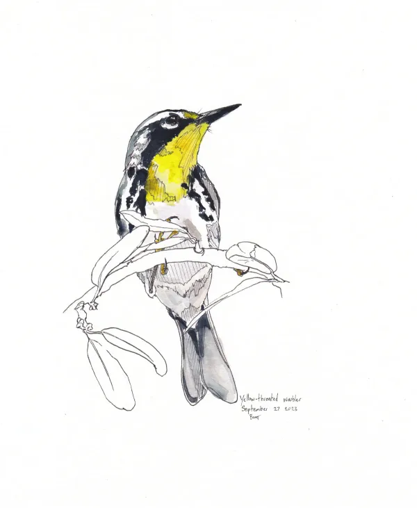 Yellow Throated Warbler