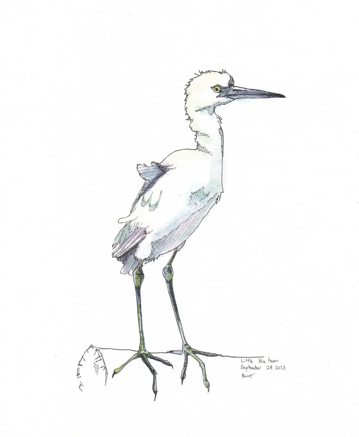 Little Blue Heron