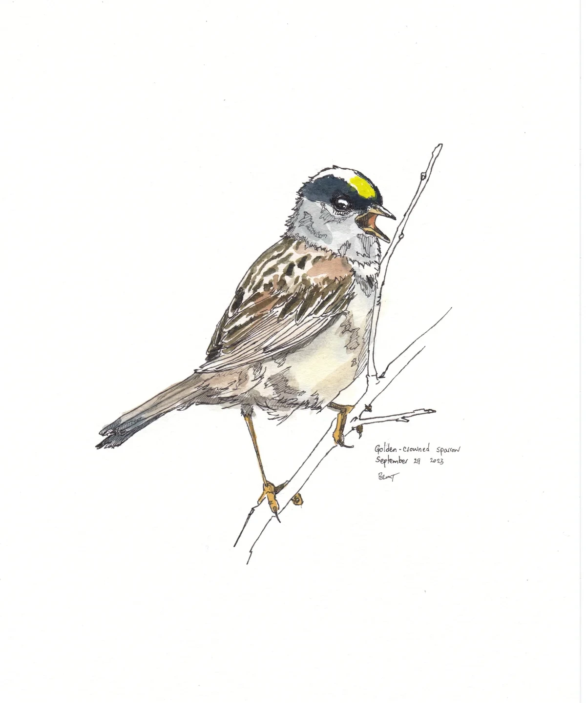 Golden Crowned Sparrow