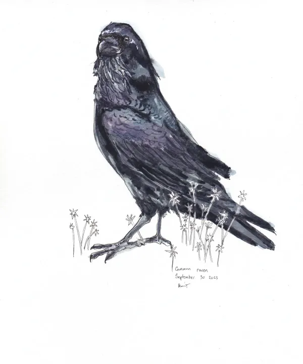 Common Raven