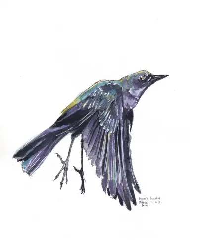 October 2023 bird art
